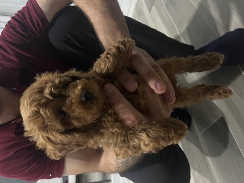 Köpeğimize acil yuva arıyoruz