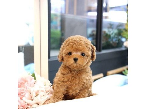 Bi̇blo gi̇bi̇ kore kanı toy poodle yavrular