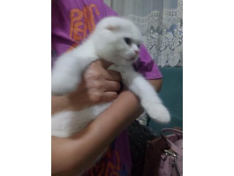 Beyaz scottish fold meleğimizi sahiplendiriyoruz