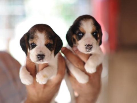 Beagle biblolar