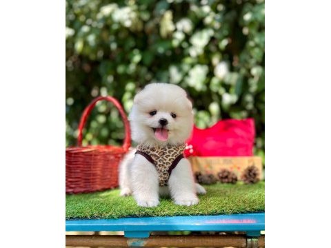 Safkan pomeranian bebeklerimiz