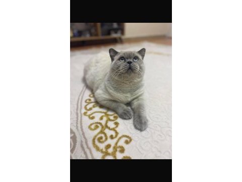British shorthair blue point