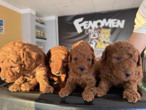 Shoooowwww kalite toy poodle yavrular ankara mağazamızda 