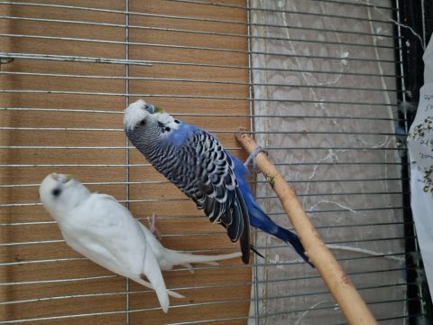 Albino dişi anaç ve texas erkek anaç muhabbet kuşu.