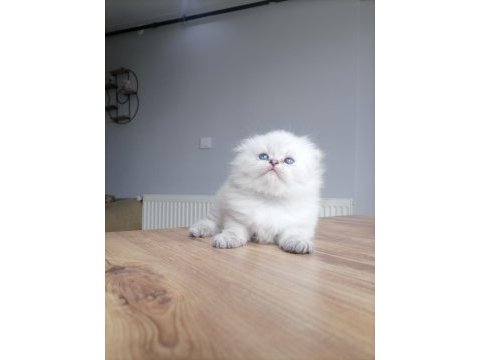 2 aylık scottish fold tosuna yeni yuva arıyoruz