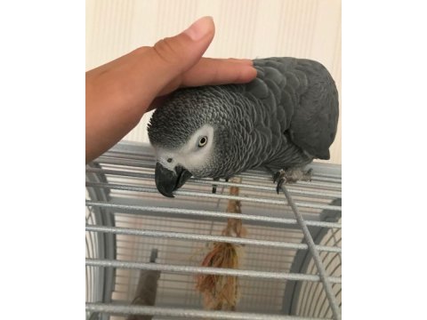 Jako el besleme yavru insana alışkın eğitimli