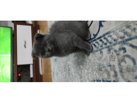 British shorthair