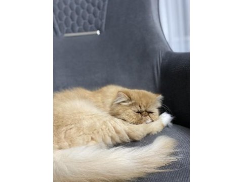 Dişi persian