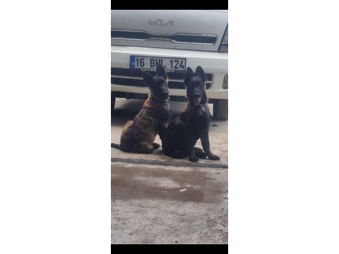 Sevgine zamanına emeğine değecek köpek arayanlara