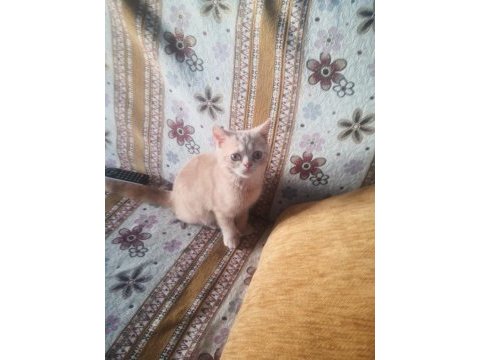 Erkek uysal eğitimleri var british shorthair