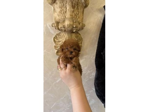 Toy poodle teacup köpeğim