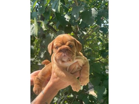 Sitenin en şirin ingiliz bulldog yavruları