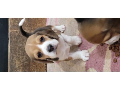Safkan ırk garantili beagle bebekler
