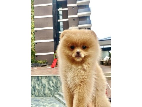 Dişi pomeranian boo 2,5 aylık yavrumuz
