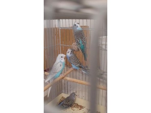 Yeni yeme düşen bebek muhabbet kuşu yavrular