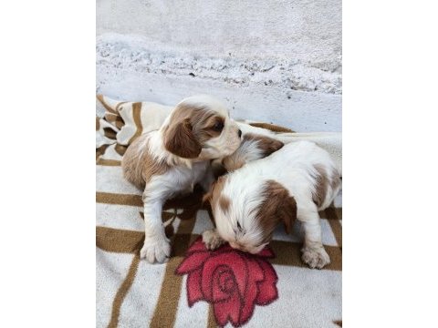 Cavalier king charles yavruları ücretsiz değildir