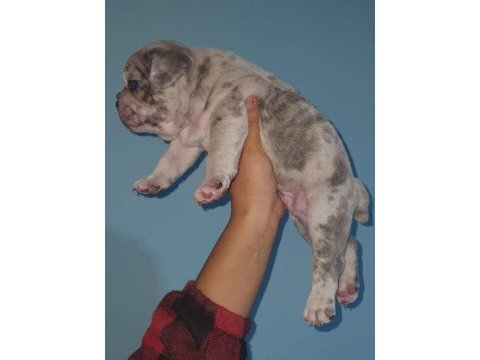 %100 ırk garantili fransız bulldog yavruları