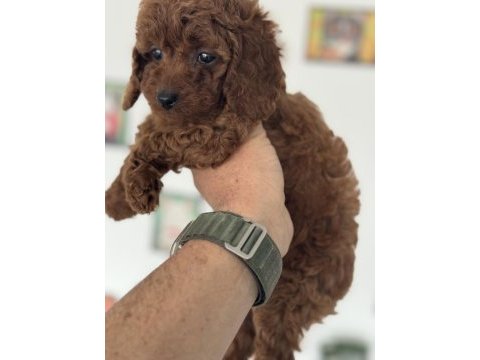 Petmode köpek çiftlğinde ziyarete açık kore toy poodle