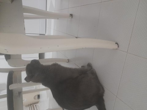 Kedi sahiplendirmek