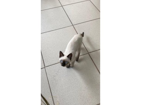 İki buçuk aylık siyam blue point dişi kedi