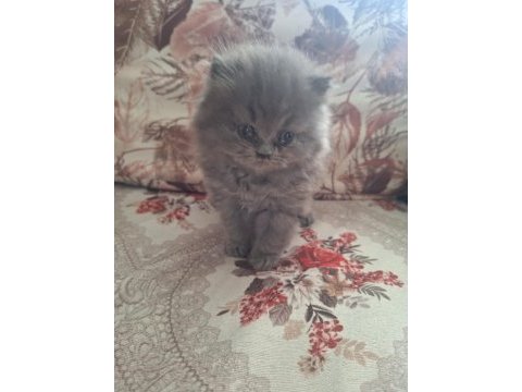 Gri british longhair bebek