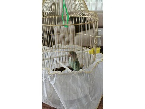 1 yaşında sevda papağanı konya