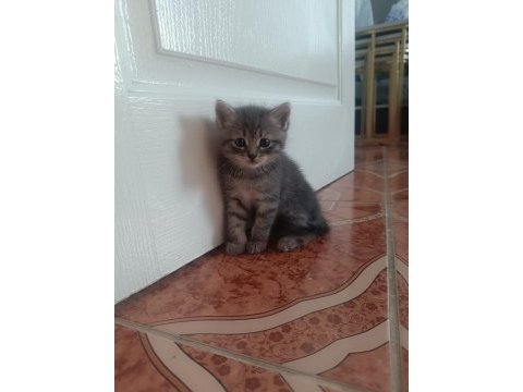 Scottish fold kediler