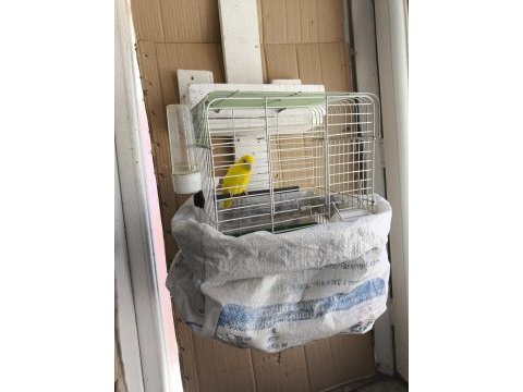Bir çift muhabbet kuşu ve altı adet yavrusu ile verilecektir