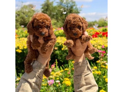 Toypoodle sevimli yavrular ruhsatlı çiftlik 
