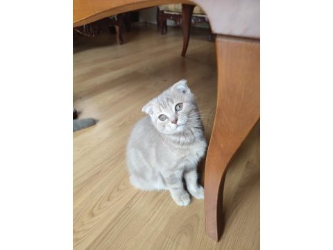 Scottish fold dişi ve british short hair erkek
