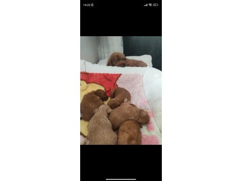 Kore saf kalite süt bebekler 14 şubat bebekleri köpekler