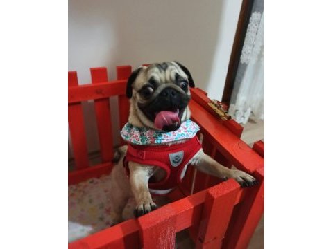 3 yaşında pug kızım yeni sahibi arıyor