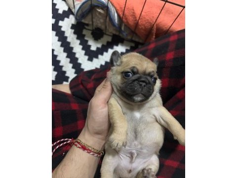 Pug mops bebeklerimiz ömürlük ailelerini bekliyor