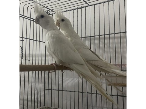 Albino takım sultan 1+1