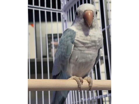 Monk keşiş el besleme yavru papağanlarımız
