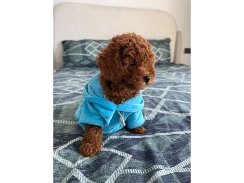 3 aylık poodle oğlum en fazla 3 kg olacak