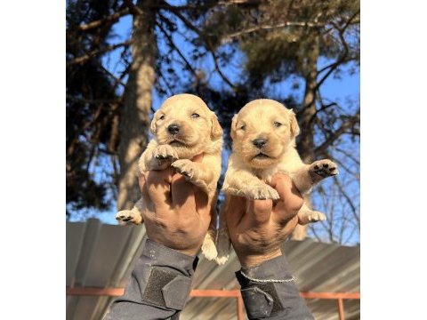En iyi golden retriever dostuna kavuş