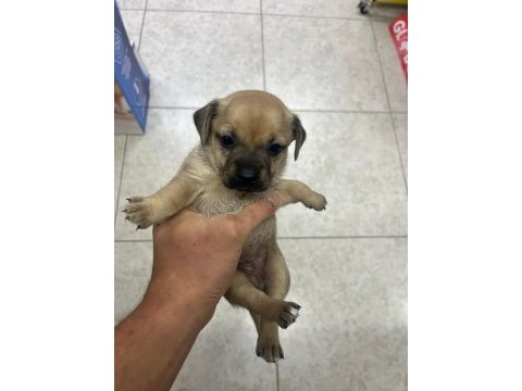 Minyatür pinscher yavrularımız sahiplendirilecek