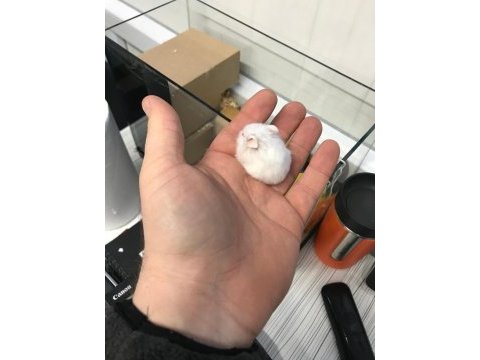 Gonzales hamster 1 aylık yavrular