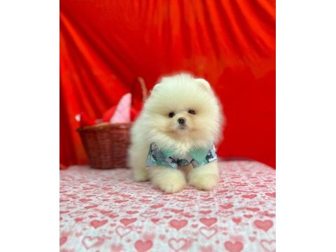Patilivosvos pamuk şekerleri pomeranian köpekler