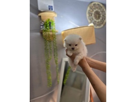 Pomeranian boo erkek ve dişi yavrularımız