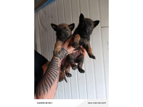 Belçika malinois yavrularımız ırk garantilidir