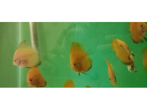 Yavru diskus balıklar (5-6 cm)