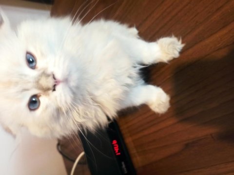 Beyaz prens scottish fold yuva arıyor
