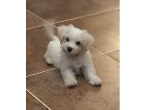 Bir buçuk aylık maltese terrier