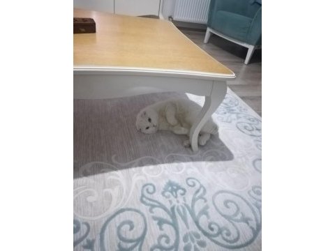 1 aylık scottish fold sahiplendirme