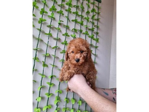 Ev doğumu red ve red brown toy poodle bebekler