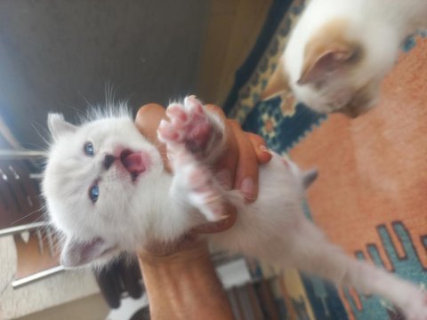 1,5 aylık siyam albino hem nadir hem genetik olarak nadir
