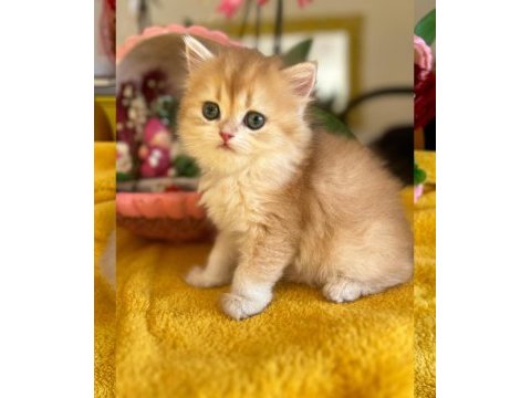 Elit safkan british dişi kedi isteyenlere