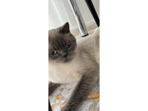 Siyam dişi kedimiz oldukça akıllı ve sevecen